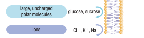 <ul><li><p><span>Ions (positively charged Cl, negatively charged K and positively charged Na)&nbsp;</span></p></li><li><p><span>Large uncharged polar molecules (polysaccharides and proteins)</span></p></li></ul><p></p>