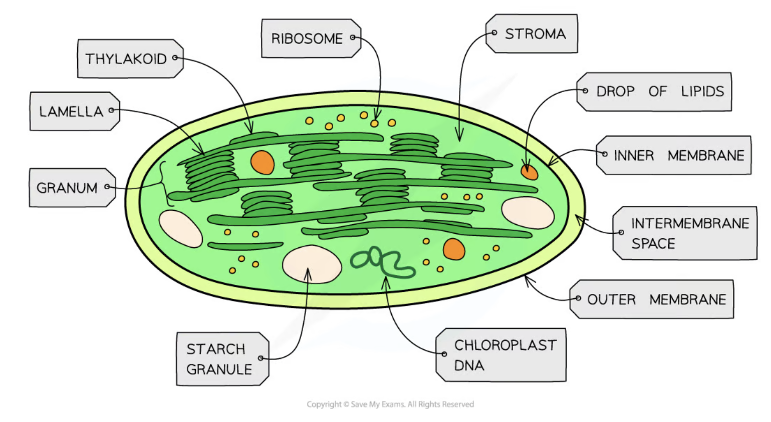 <p>Outline Chloroplasts (3-10μm in diameter)</p>