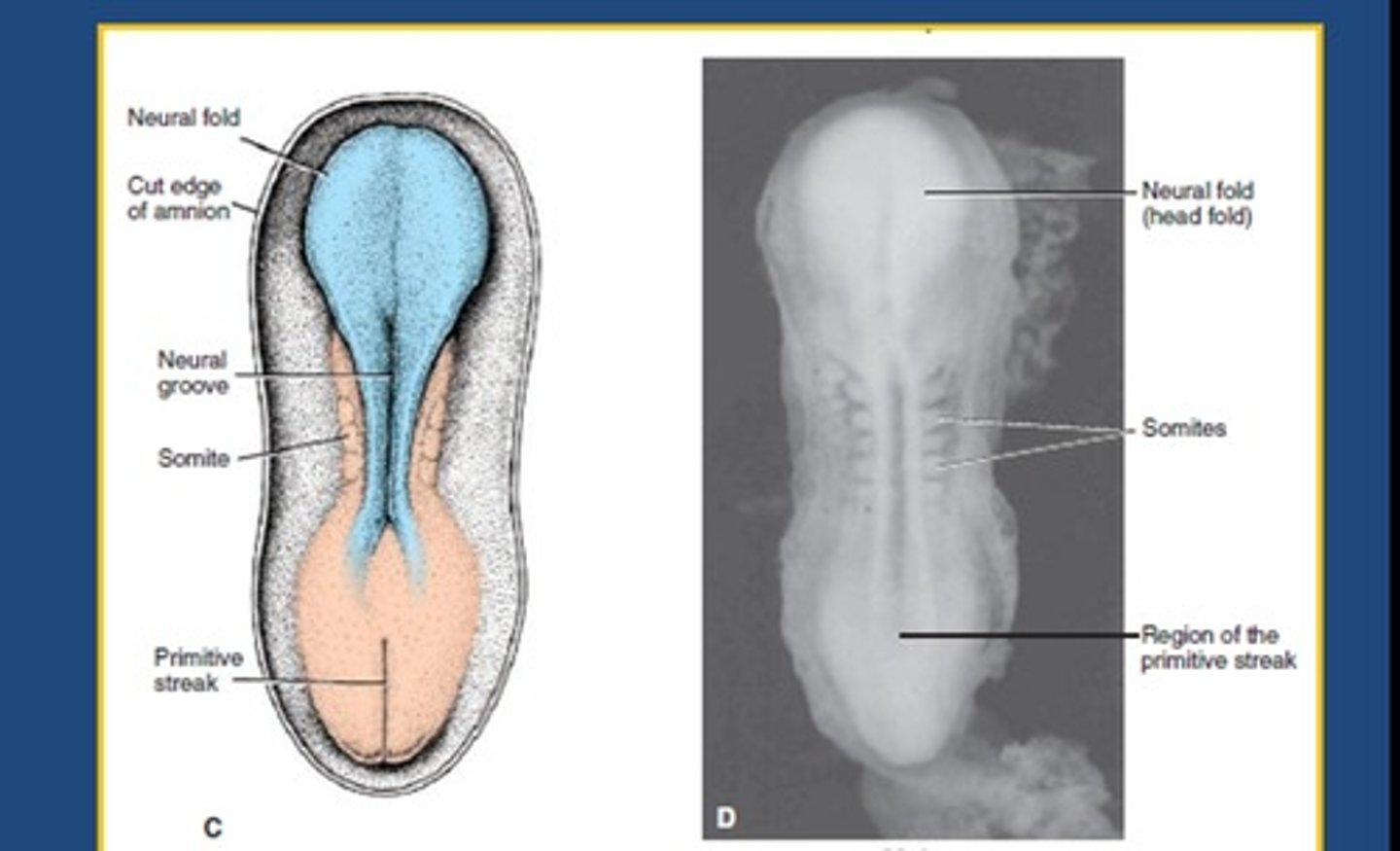 <p>-fusion of neural tube begins in cervical region<br>-fusion moves both cranially and caudally</p>