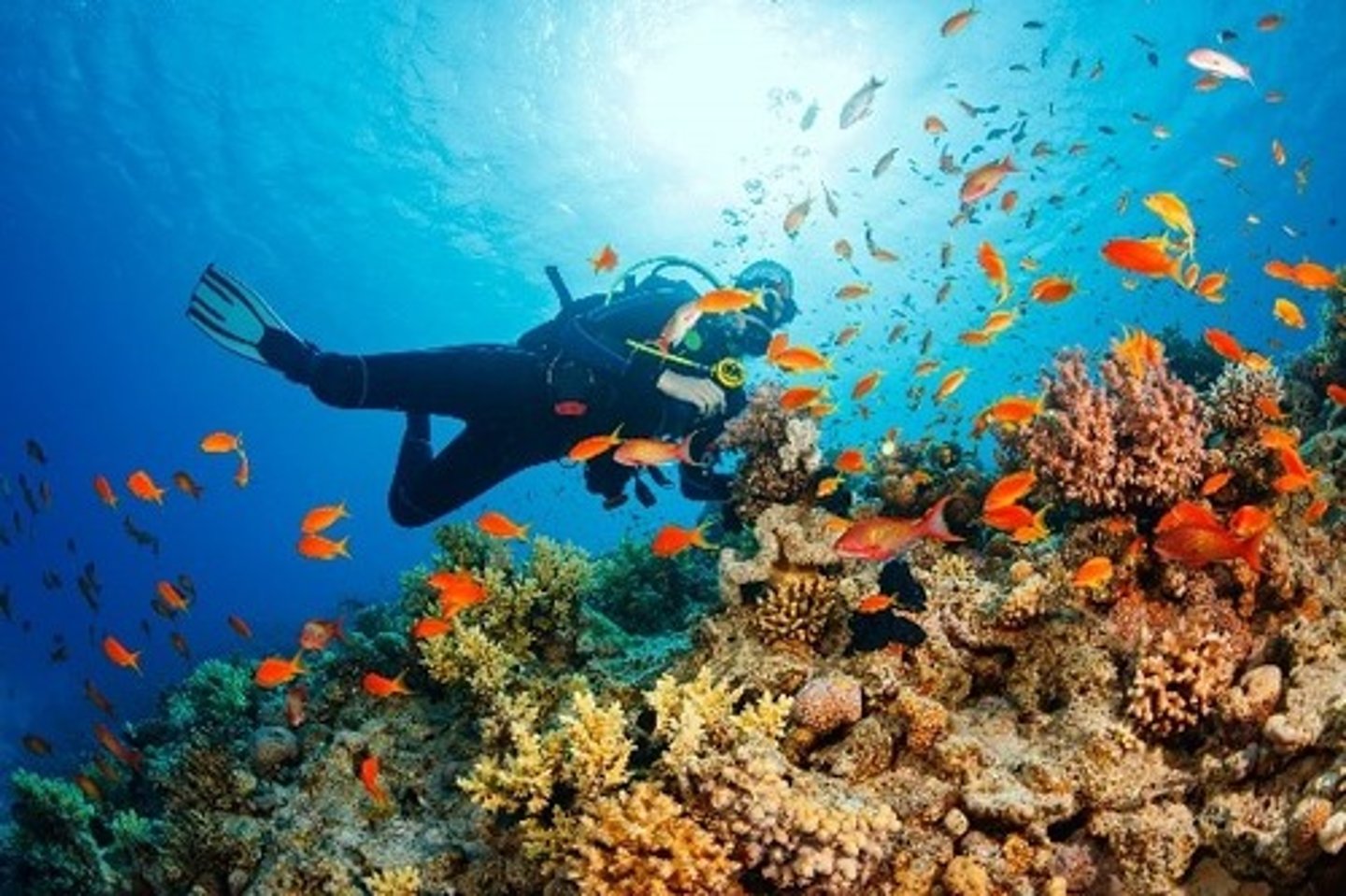 <p>a ridge made of coral and other materials that have solidified into rock</p>
