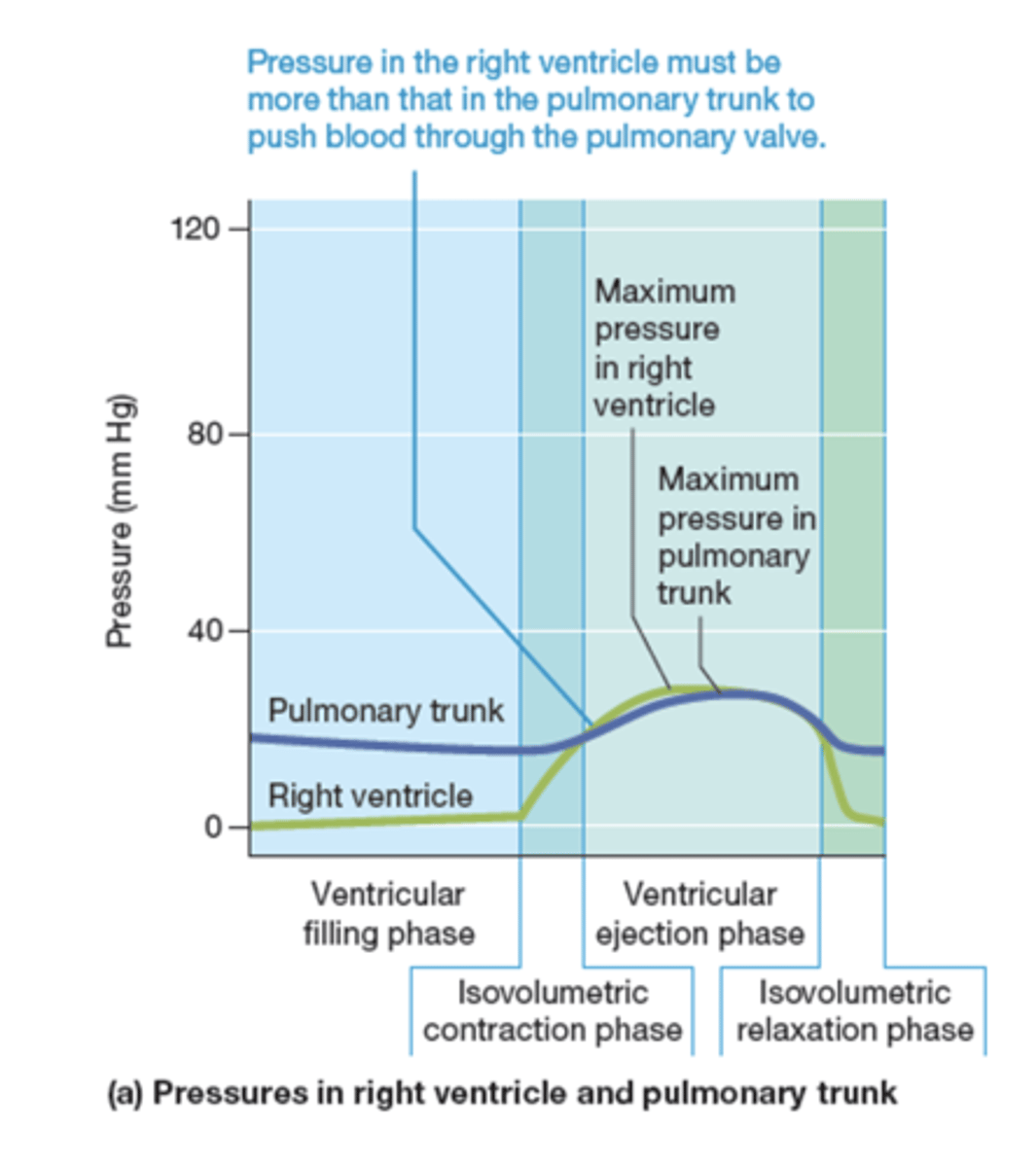 <p>right ventricle pressure must be more than pulmonary trunk to push blood through pulmonary valve</p>