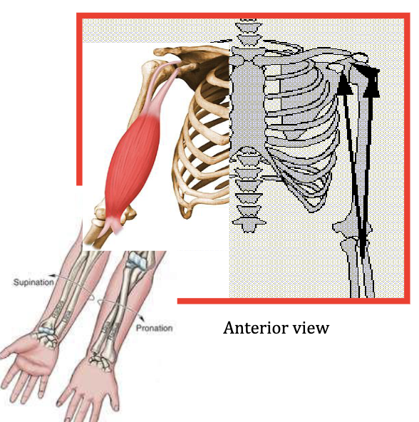 <p>Flexes elbow, Forearm supination - most active in flexion when forearm is supinated</p><p>Antagonist: Triceps Brachii</p>