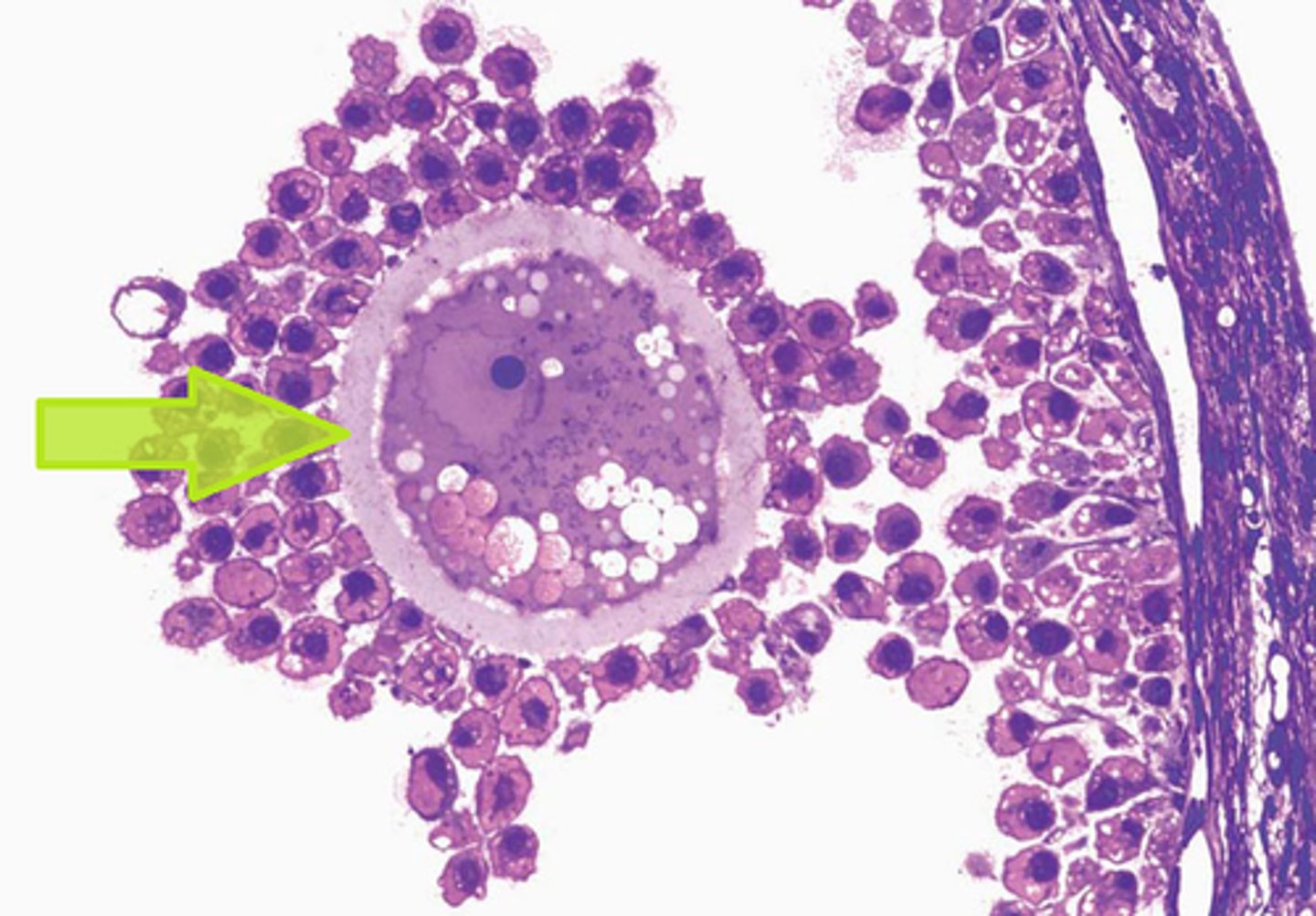 <p>What part of the ovum separates the primary oocyte from the granulosa cells?</p>