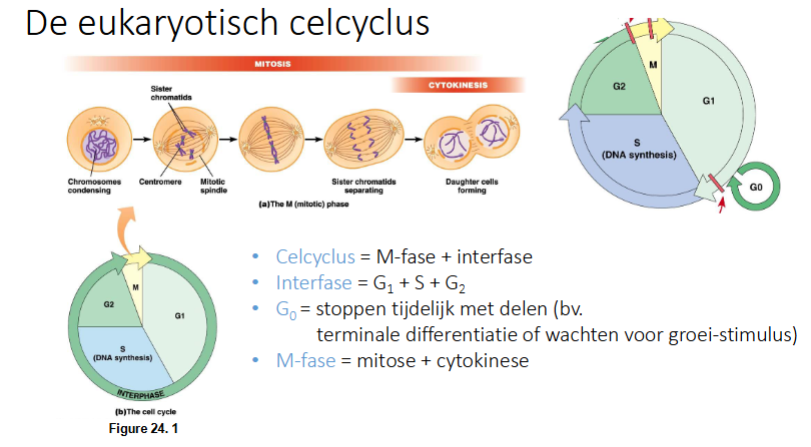 <p>M-fase + interfase</p><p>Interfase = G1 + S + G2</p><p>G0 = stoppen tijdelijk met delen (bv terminale differentiatie of wachten tot groei-stimulus)</p><p>M-fase = mitose en cytokinese</p>