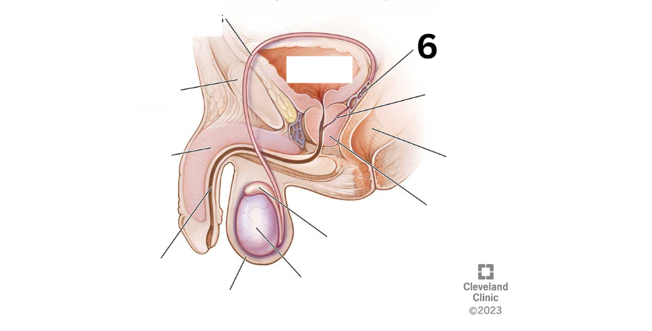 <p>Identity this male reproductive system (marked with 6)</p>