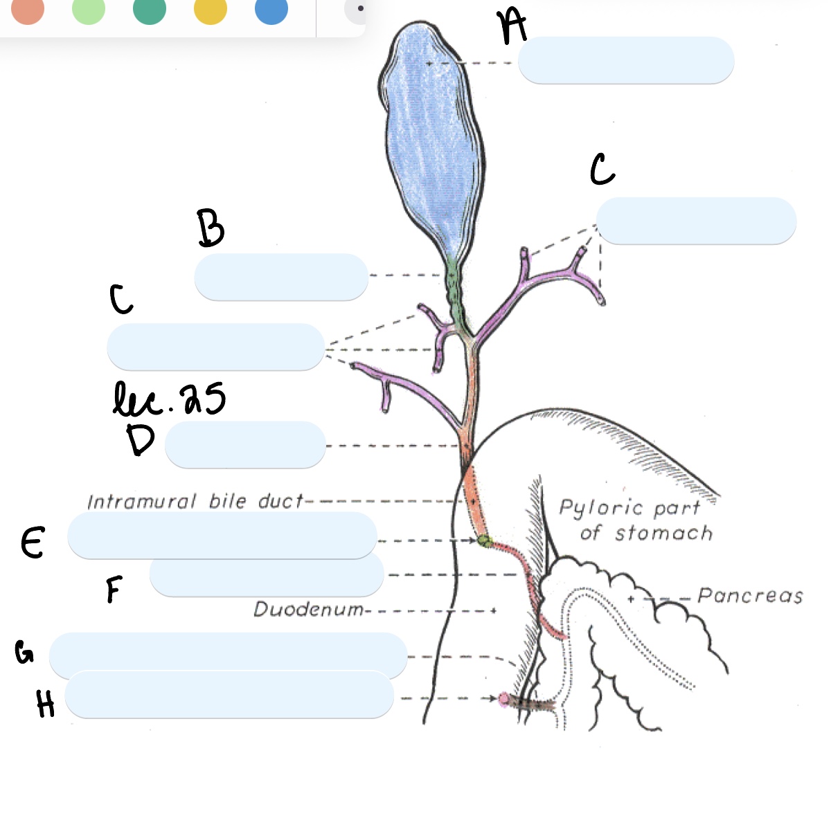 <p>Name the structure(s) indicated by g and h.</p>