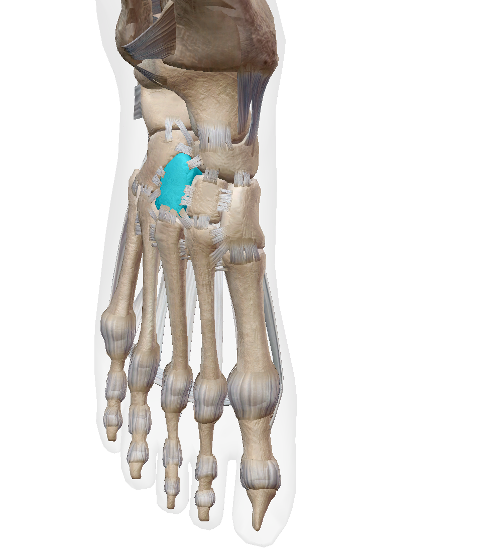 <p>Label the bone </p>