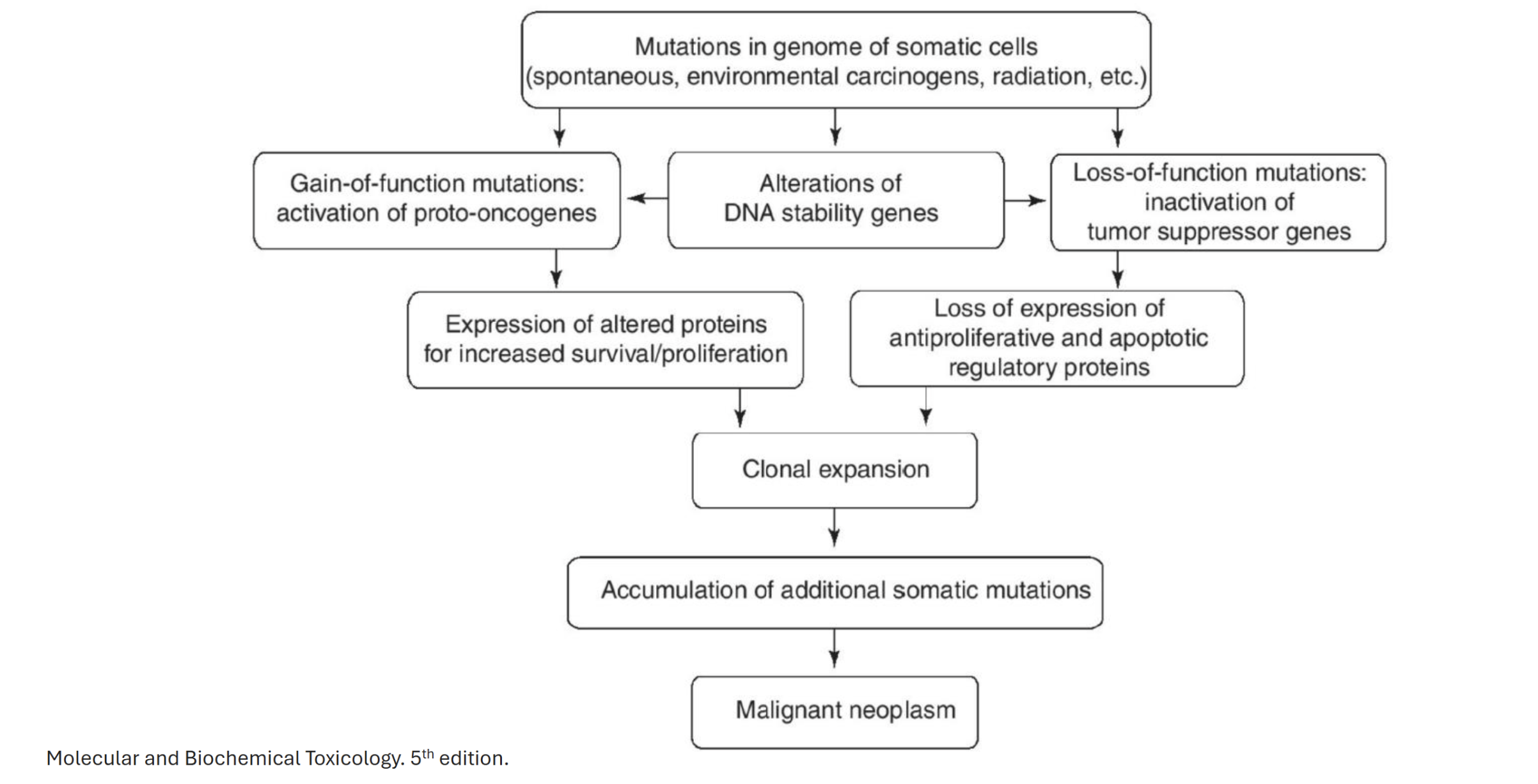 <p>Mutations in genome of somatic cells → alterations of DNA stablity genes (DNA replication, cell cycle, DNA repair) → loss of function mutations: inactivation of tumour suppressor genes → loss of expression of antiproliferative and apoptotic regulatory proteins → clonal expansion → accumulation of additional somatic mutations → malignant neoplasm</p>