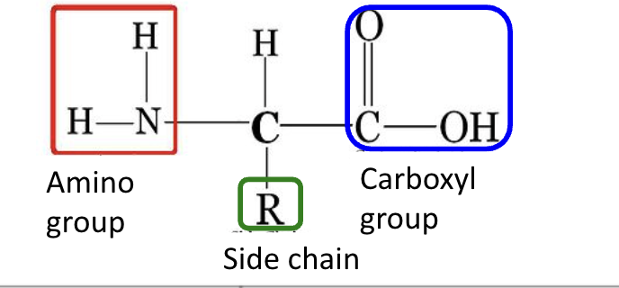 <ul><li><p>amino group, side chain (R ), carboxyl group</p></li></ul><p></p>