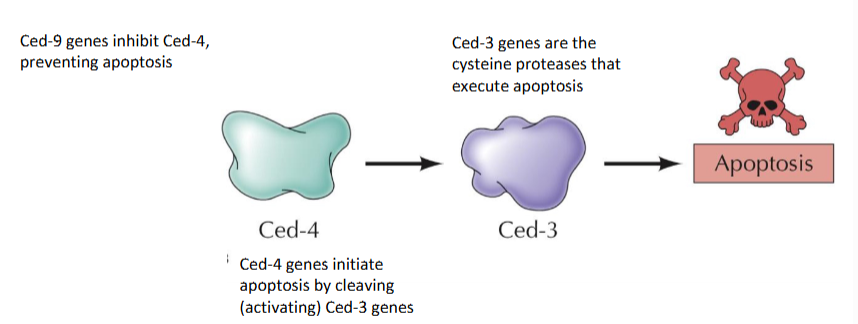 <p>ced-3 (caspases) and ced-4 (pro-caspases, activate ced-3). Considered pro-apoptotic</p>