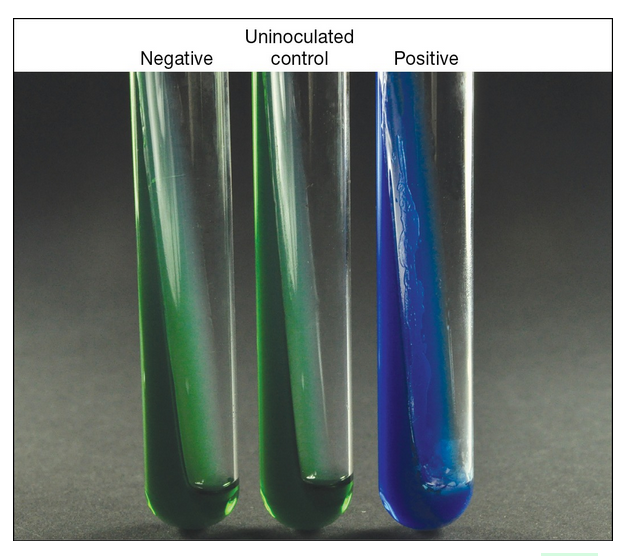 <p>media appear green and there is no growth on the slant’s surface, then the test result is negative; the bacterium cannot use citrate as its sole carbon source.</p><p>blue media coloration and the presence of growth indicate a positive test result; the bacterium can use citrate as its sole carbon source.</p>