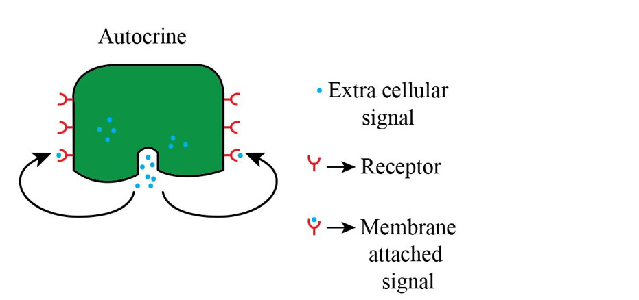 <p></p><p></p><p><strong>Autocrine signaling</strong> is a type of cell signaling where a cell signal released from the cell binds to the same cell</p>