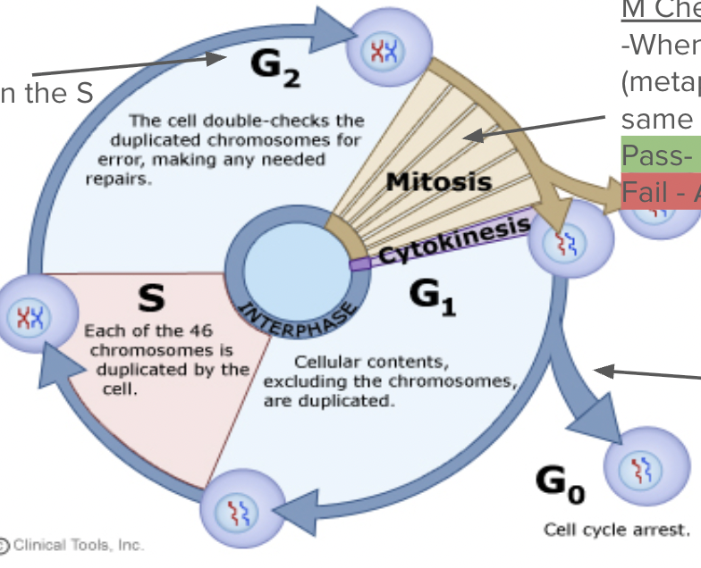 <p><span style="background-color: transparent; font-family: "Proxima Nova", sans-serif;"><span>When the DNA lines up in the middle (metaphase), will each cell get the same amount of DNA?</span></span></p><p><span style="font-family: "Proxima Nova", sans-serif;"><span>Pass- cell divides</span></span></p><p><span style="font-family: "Proxima Nova", sans-serif;"><span>Fail - Apoptosis</span></span></p>
