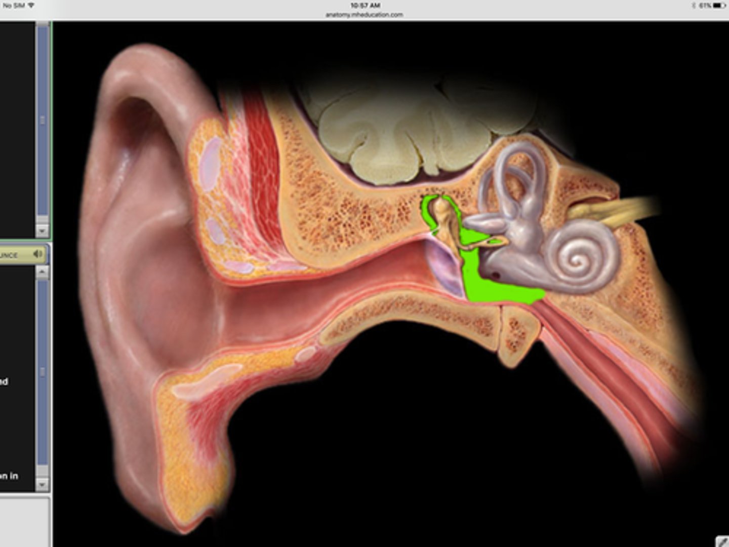 <p>air-filled cavity of middle ear in petrous part of temporal bone and connects with nasopharynx through pharyngotympanic tube; contains the malleus, incus and stapes</p>