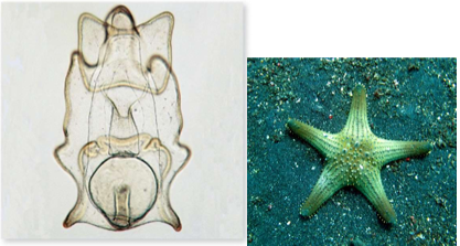 <p><strong>Adults have radial symmetry</strong>, while <strong>larvae are bilaterally symmetrical</strong>.</p>