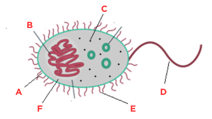 <p>What is structure ‘A’ called?</p>