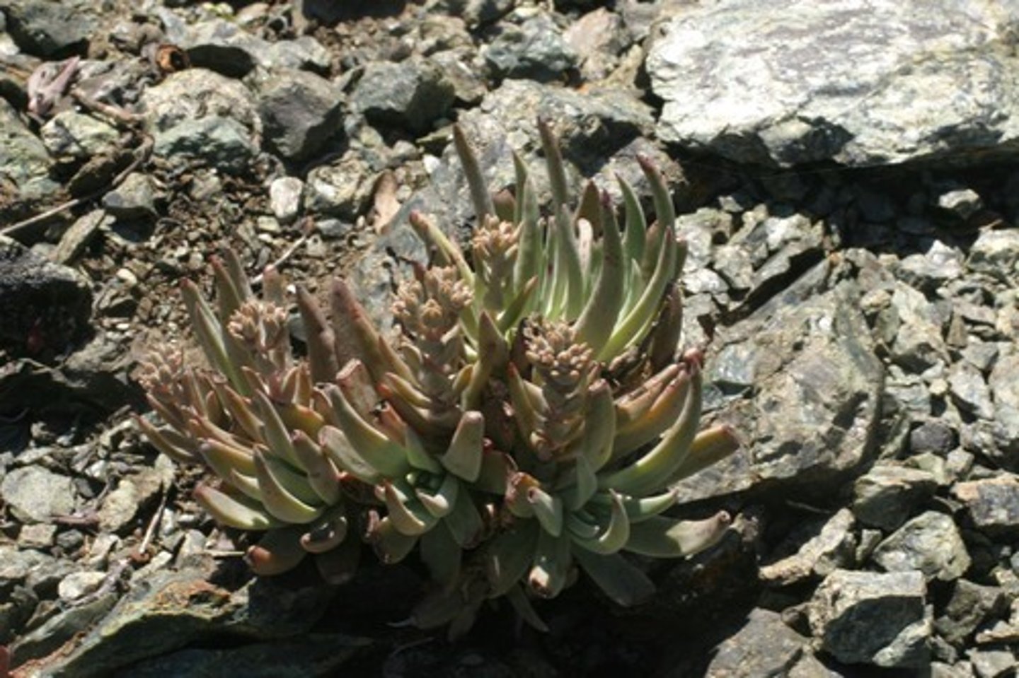 <p>Dudleya abramsii (serpentine rock outcrop)</p><p>Leaves: Succulent, grayish-green rosette.</p><p>Flowers: Yellow to reddish blooms on stalks.</p><p>Ecology: Drought-tolerant, supports pollinators.</p>