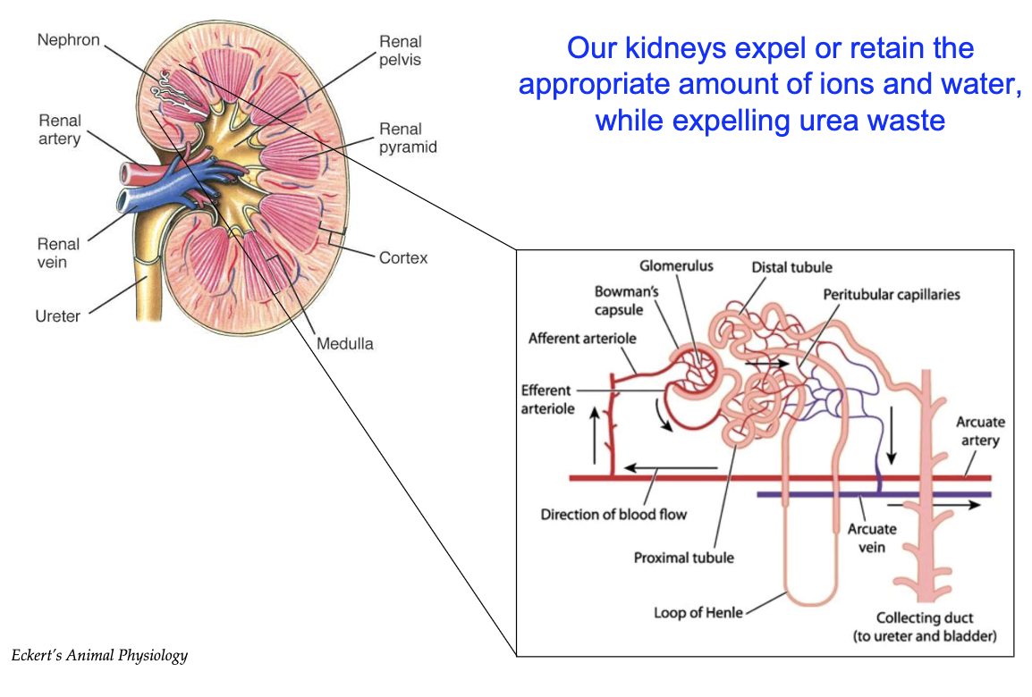 <ul><li><p>Kidneys maintain water balance, crucial for cytoplasm, tissues, and blood plasma</p></li><li><p>Water loss occurs mainly via urine</p></li><li><p><strong>Renal arteries</strong> bring blood to kidneys for filtration; <strong>renal veins</strong> return filtered blood</p></li><li><p><strong>Nephron</strong> = functional unit of the kidney (millions in renal pyramids)</p></li><li><p>Blood flows: Renal artery → Afferent arteriole → Glomerulus → Bowman's capsule</p></li><li><p>Only <strong>small molecules</strong> (water, salts, ions, urea) pass into nephron; large ones (proteins, RBCs/WBCs) don’t</p></li><li><p>Fluid travels: Bowman's capsule → Proximal tubule → Loop of Henle → Distal tubule → Collecting duct</p></li><li><p><strong>Reabsorption</strong> of water, salts, ions occurs along nephron via <strong>peritubular capillaries</strong></p></li><li><p>Excess fluid becomes urine → bladder → excretion</p></li><li><p>Kidneys fine-tune reabsorption to maintain <strong>homeostasis</strong></p></li></ul><p></p>