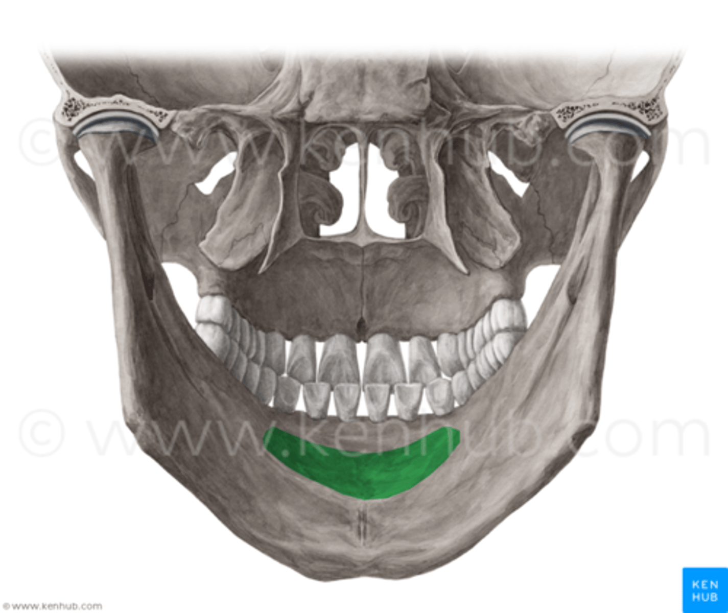 knowt flashcard image