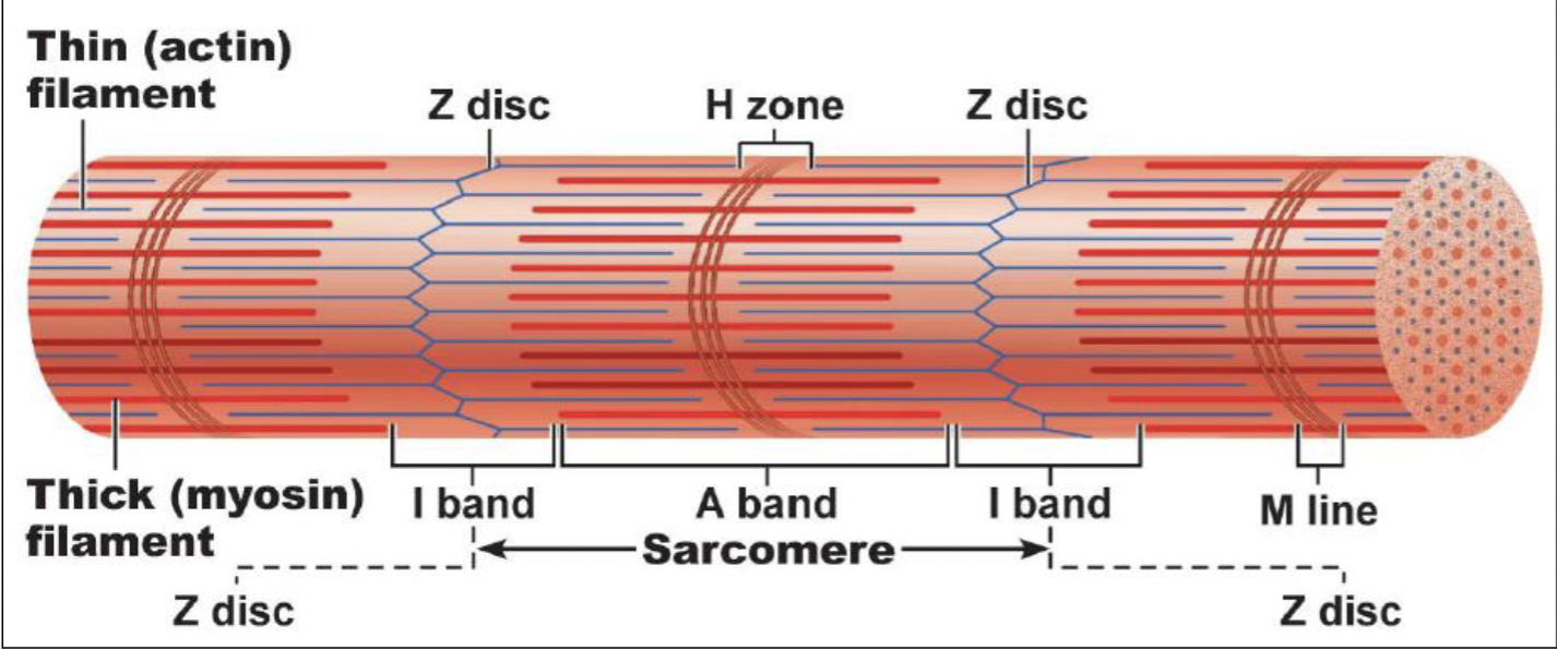 <p>actin and myosin arrangement in sacromere</p>