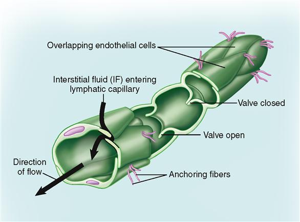 <p>Found surrounding and nearby cappilaries</p><ul><li><p>Pressure regulated</p></li></ul><p>When there is an excess of extracellular fluid, it pressure lymph valves to open, seeping into lymph vessels</p><p>Fluid in lymph vessels (called lymph) travels up back towards the heart to re-enter the bloodstream.</p><img src="https://knowt-user-attachments.s3.amazonaws.com/79a13ab5-63d7-4d85-8726-1ebc00040e8d.png" data-width="100%" data-align="center"><p></p>