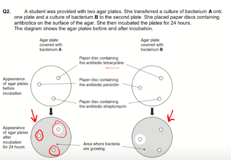 <p>Explain the appearance of agar plates after incubation</p>