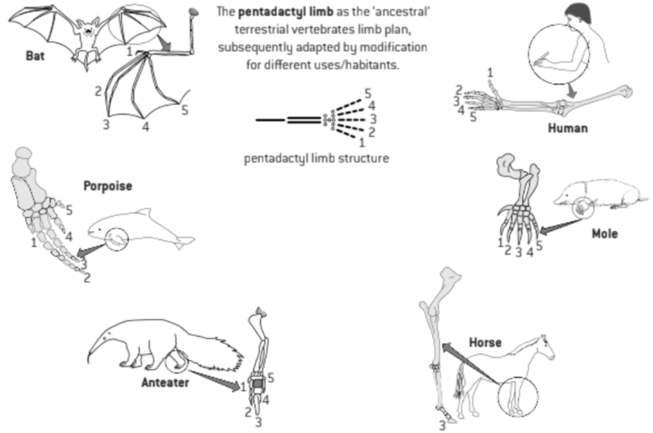 <p><strong><span style="color: red">Bat</span></strong>: the pentadactyl limb becomes its wing (used for flying)</p><p><strong><span style="color: purple">Porpoise</span></strong>: the pentadactyl limb becomes its fin (used for swimming)</p><p><strong><span style="color: yellow">Human</span></strong>: the pentadactyl limb becomes its hand (used for holding)</p><p><strong><span style="color: green">Mole</span></strong>: the pentadactyl limb becomes its claw (used for digging)</p><p><strong><span style="color: blue">Anteater</span></strong>: the pentadactyl limb becomes its paw (used for crawling)</p><p><strong><mark data-color="red">Horse</mark></strong>: the pentadactyl limb becomes its leg (used for moving)</p>