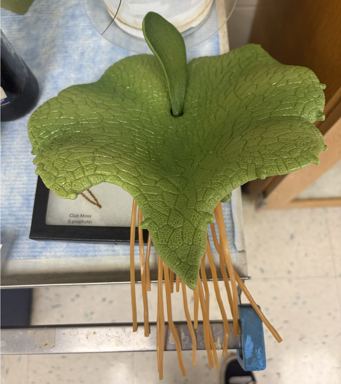 <p>Is the large, green flat surface gametophyte or sporophyte? Diploid or haploid</p>