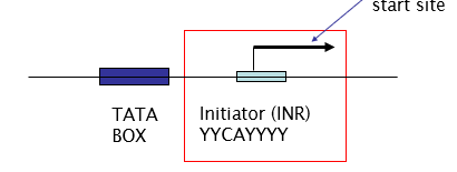 <ul><li><p>Simplest functional promoter</p></li><li><p>Can initiate basal transcription in absence of TATA box</p></li><li><p>conserved Y is pyrimidine</p></li><li><p>Facilitates binding of TFIID.</p></li></ul><p></p>