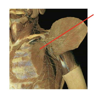 <p>What is this muscle&nbsp;What is its origin. Where does it inserts. </p>