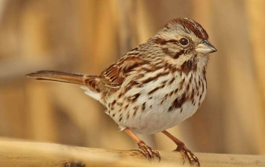 <p>Song Sparrow </p>