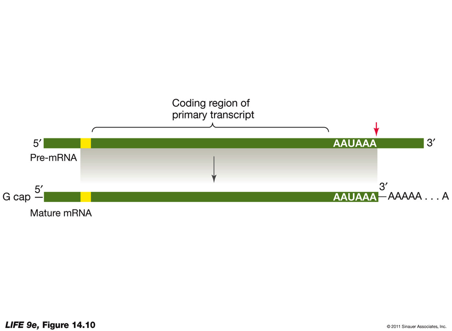 <p>Modification of Pre-mRNA in the Nucleus5′ Cap Addition:</p><ul><li><p><strong>G Cap</strong>:</p><ul><li><p>Added at the 5′ end of the pre-mRNA.</p></li><li><p>Composed of modified guanosine triphosphate.</p></li><li><p><strong>Functions</strong>:</p><ul><li><p>Facilitates the binding of mRNA to the ribosome.</p></li><li><p>Protects mRNA from being digested by ribonucleases.</p></li></ul></li></ul></li></ul><p>3′ Poly-A Tail Addition:</p><ul><li><p><strong>Poly-A Tail</strong>:</p><ul><li><p>Added at the 3′ end of the pre-mRNA.</p></li><li><p>Begins with an AAUAAA sequence after the last codon, signaling an enzyme to cut the pre-mRNA.</p></li><li><p>Another enzyme adds 100 to 300 adenine nucleotides, forming the poly-A tail.</p></li><li><p><strong>Functions</strong>:</p><ul><li><p>May assist in the export of mRNA from the nucleus.</p></li><li><p>Important for the stability of the mRNA.</p></li></ul></li></ul></li></ul><p></p>