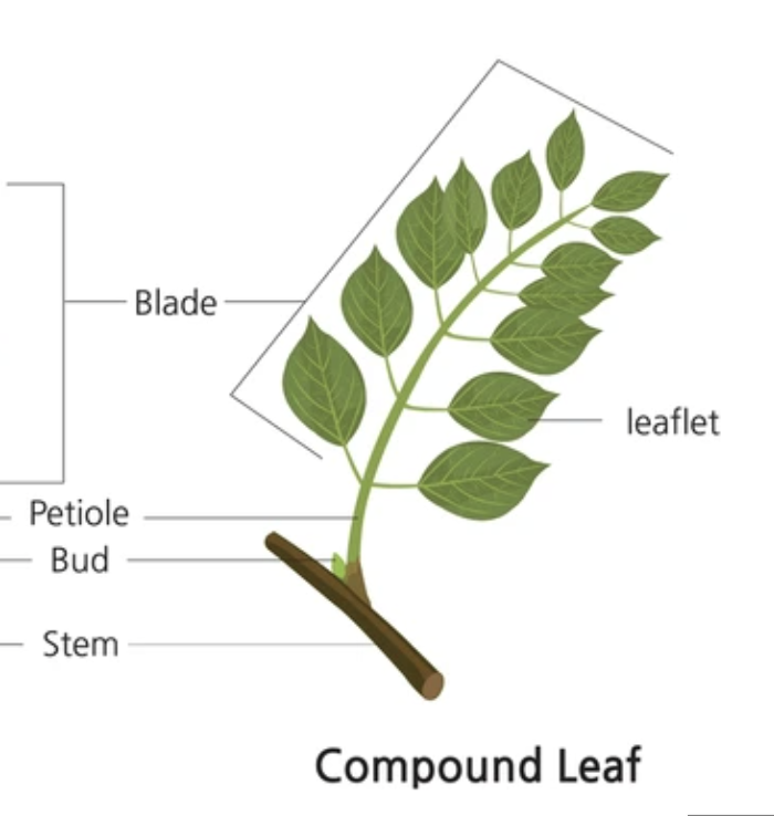 <ul><li><p>nondivided leaflets</p></li><li><p>blade consists of multiple leaflets, leaflets have no axillary bud at base</p></li></ul><p></p>
