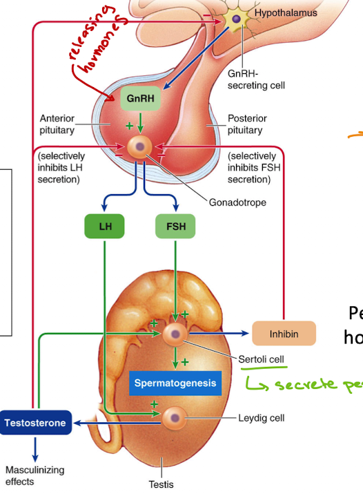 <ul><li><p>GnRH (hypothalamus) → stimulates LH &amp; FSH (anterior pituitary)</p></li><li><p>LH → Leydig cells → testosterone</p></li><li><p>FSH → Sertoli cells → support spermatogenesis</p></li><li><p>Sertoli cells → inhibin (inhibits FSH)</p></li><li><p>Testosterone → local effects (converted to estradiol), systemic effects, feedback inhibition</p></li></ul><p></p>