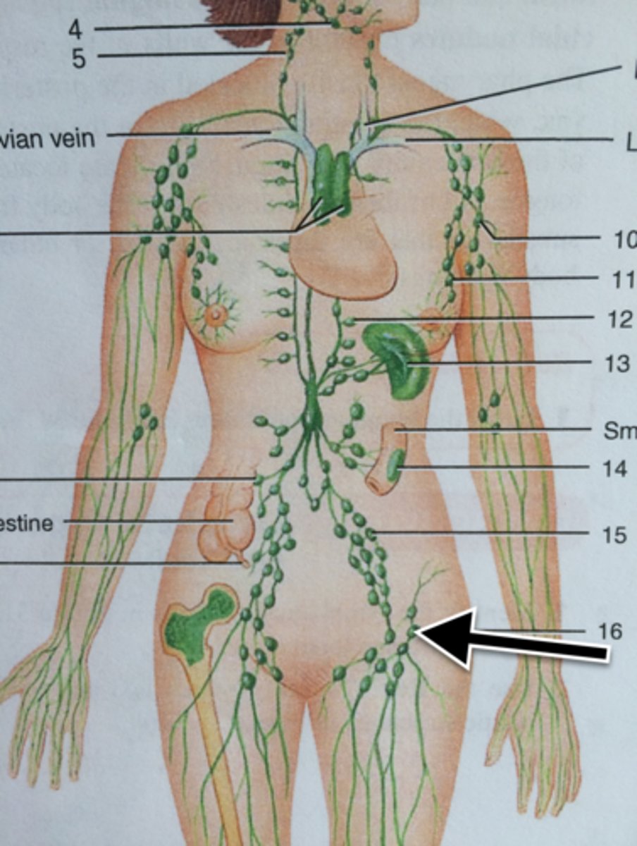 <p>Superficial lymph node located on the upper inner thigh</p>