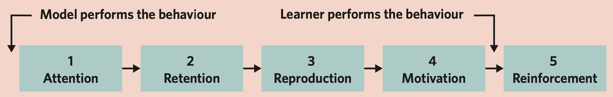 <ul><li><p><span>The individual does not perform the behaviour until they progress through the stages of attention, retention, reproduction, and motivation. Reinforcement is the only stage that occurs after the behaviour is performed</span></p></li></ul><p></p><p>(<span>All Roads Require Maintenance Regularly)</span></p><p></p>