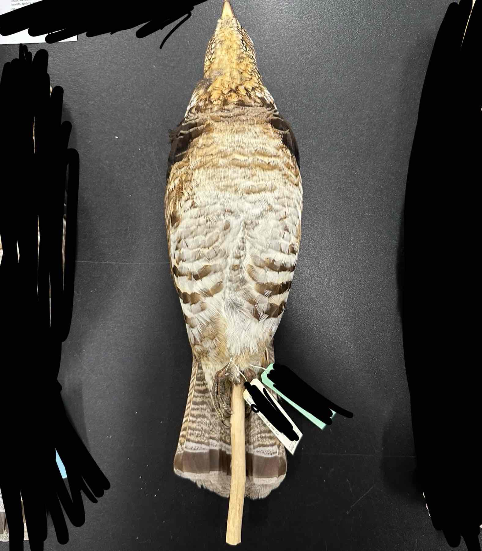 <p>genus &amp; common name</p>