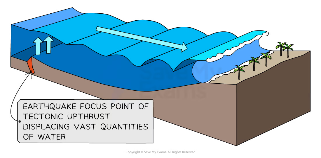 <ul><li><p>As the sea bed jolts from an earthquake, water is displaced and forced upwards to create a wave</p></li><li><p>As it approaches land wave length becomes compressed and waves get taller</p></li><li><p>As it reaches shore a vacuum is created and pulls back water, leaving the sea bed exposed</p></li><li><p>Can also be caused by landslides and volcanic eruption underwater</p></li></ul><p></p>