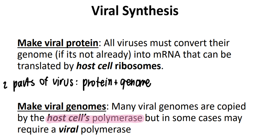 <ul><li><p>CONVERT virus genome into mRNA </p></li><li><p>so host RIBOSOMES can translate them! </p></li></ul>