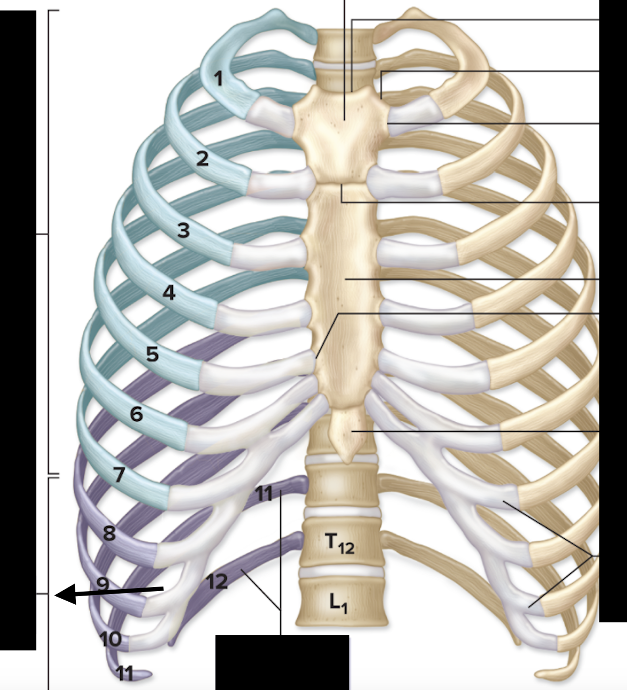 <ul><li><p>indirect connection to sternum (each connects to costal cartilage 7)</p></li></ul>