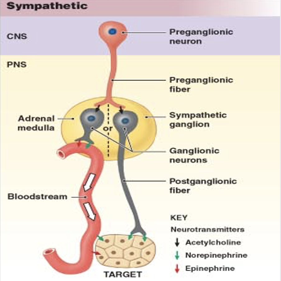 <p><strong>First pathway for fight or flight response:</strong></p><ol><li><p><strong>Preganglionic Neurons:</strong></p><ul><li><p>Release acetylcholine (ACh).</p></li></ul></li><li><p><strong>Postganglionic Neurons:</strong></p><ul><li><p>Express nicotinic ACh receptors.</p></li><li><p>Stimulation causes the release of norepinephrine.</p></li></ul></li><li><p><strong>Norepinephrine Activation:</strong></p><ul><li><p>Activates adrenergic receptors on peripheral targets.</p></li></ul></li></ol><p></p><p><strong>Second pathway for fight or flight response:</strong></p><ol><li><p><strong>Adrenal Medulla:</strong></p><ul><li><p>Stimulation releases norepinephrine and epinephrine into the bloodstream.</p></li></ul></li></ol><p></p>