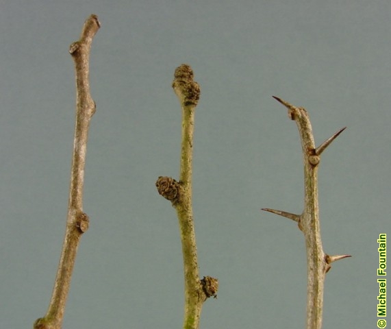 <p>orange under bark, gnarly branches arching down, spiny twigs</p>