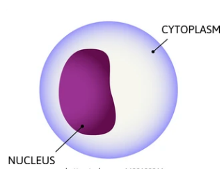 <p>aqueous solution that suspends cell organelles and macromolecules while maintaining an optimized internal cell environment (pH, ionic concentration, etc.)</p>