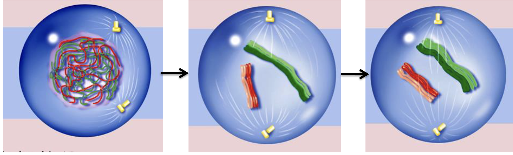 <p>which phase in meiosis?</p>