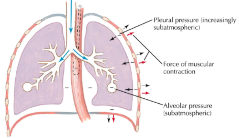 <ul><li><p>inspiratory muscles contract and chest expands</p></li><li><p>pleural and alveolar pressure becomes subatmospheric</p></li><li><p>air flows into lungs</p></li></ul><p></p>