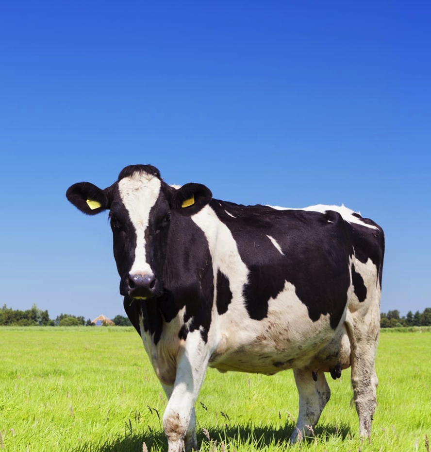 <p><span><span>• Op de kop een kol of bles en Benen zijn bijna altijd wit</span></span></p>