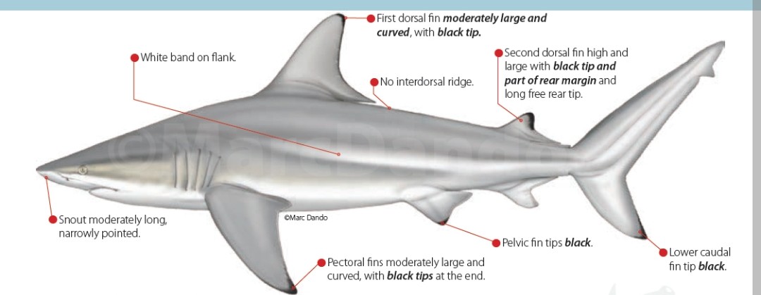 <p class="has-focus">Carcharhinidae family</p><p class="has-focus">Eats octopus, squid, bony fishes, occasionally crustaceans</p><p>Large gray with less prominent black edges on dorsal and pectoral fins; a pointed snout</p>
