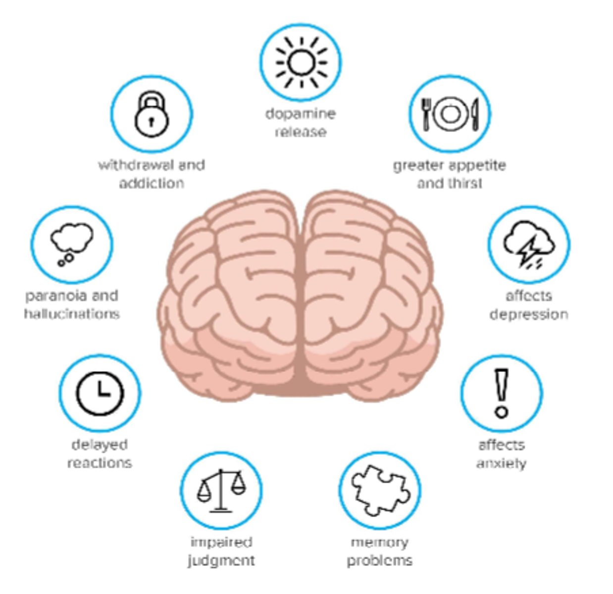 <p>- dopamine release (addiction), withdrawal</p><p>- GI alterations, either increased or decreased appetite</p><p>- affects depression &amp; anxiety (may decrease short term but stim. in long term use)</p><p>- memory problems, may decrease IQ</p><p>- impaired judgement &amp; reactions</p><p>- paranoia &amp; hallucinations (chronic use)</p>