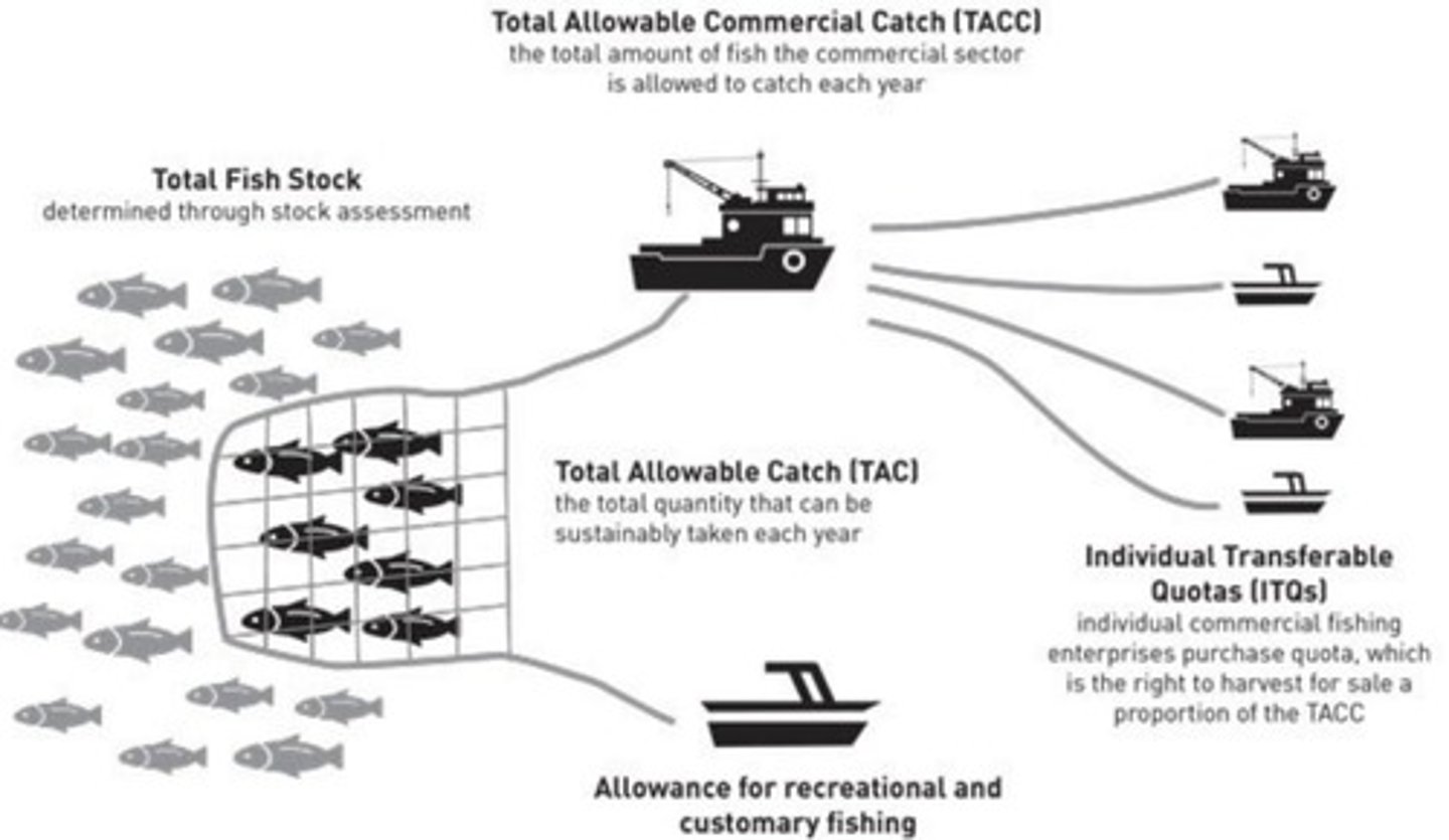 <p>Total Allowable Catch</p>