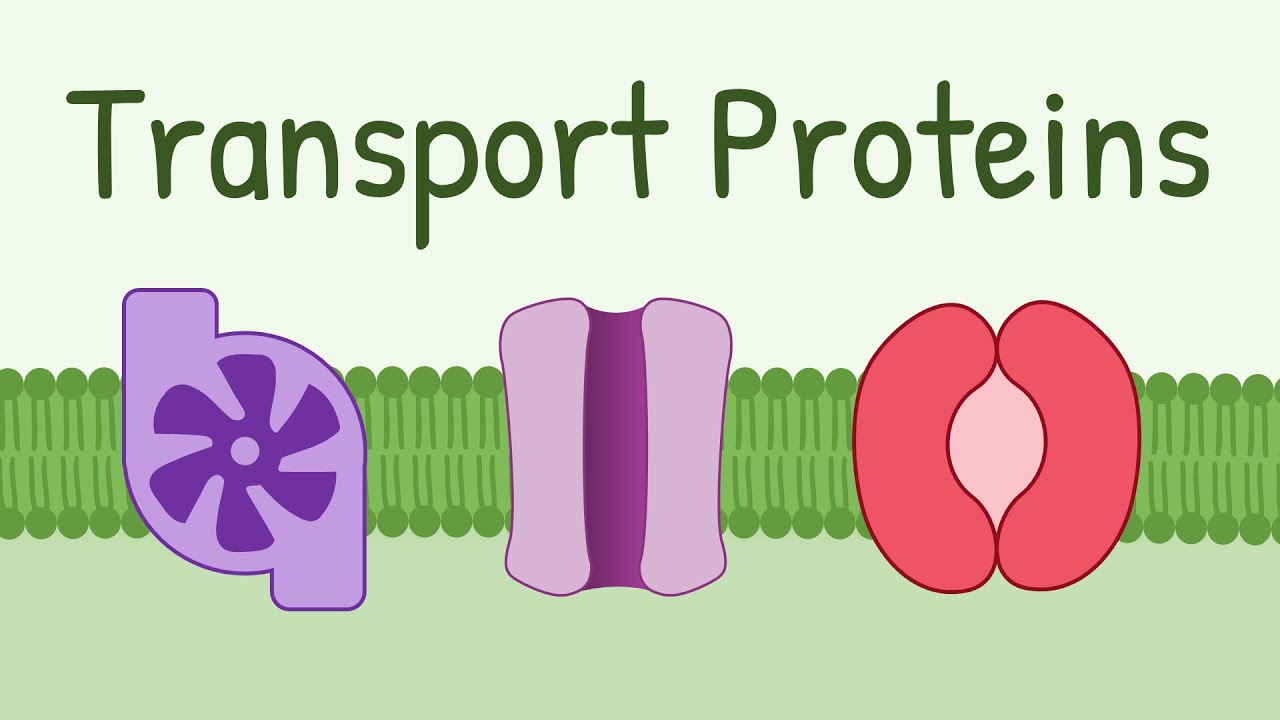 <p>Function by having hydrophobic channels that haves enzymes that help move food and water.  Some use ATP. </p>